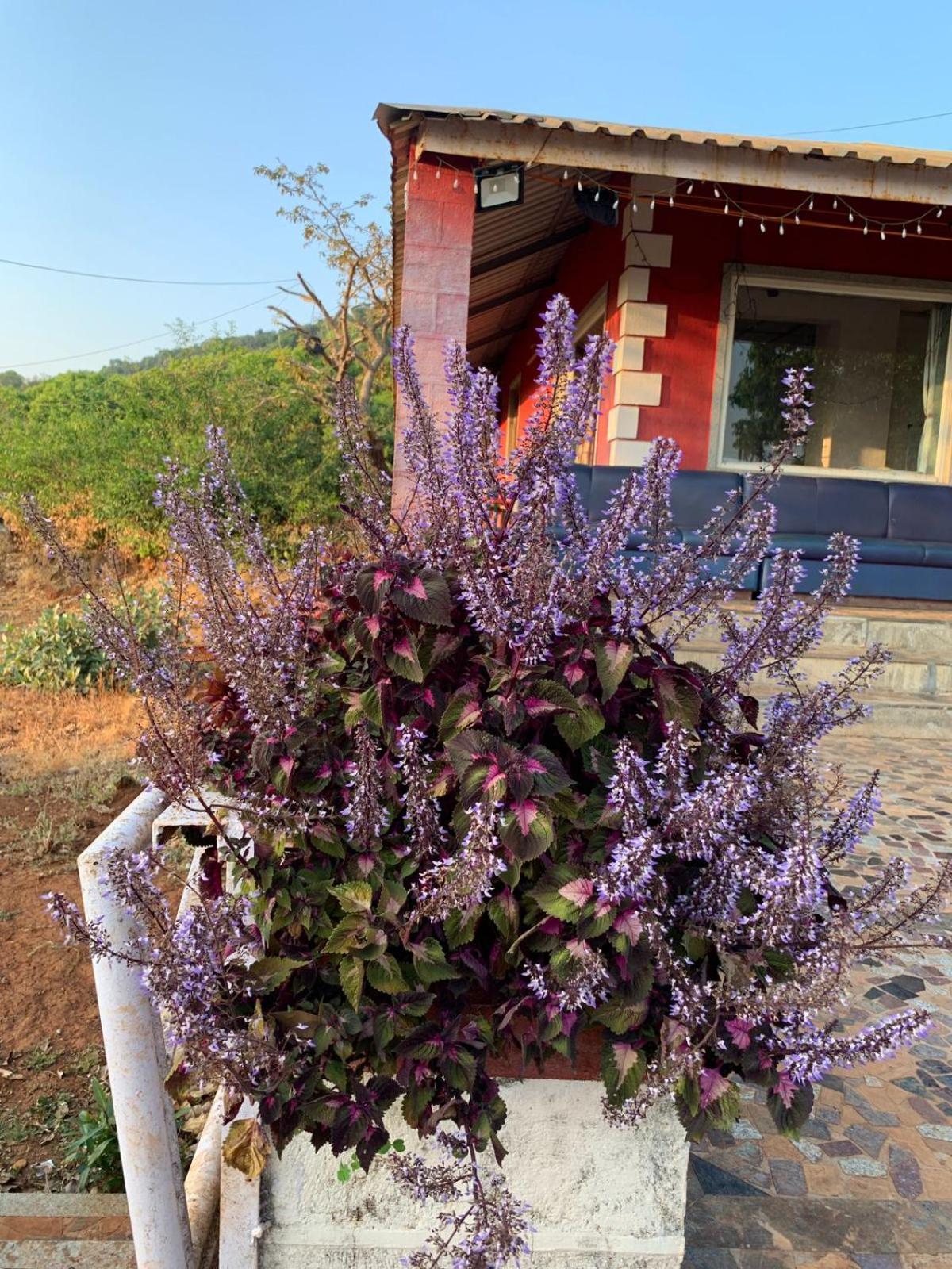 Junglee Nest Holiday Home & Huts Mahabaleshwar Bagian luar foto